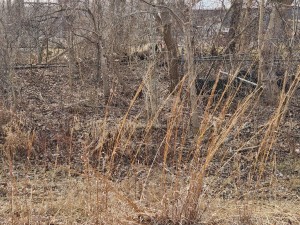 Old spur in under brush.