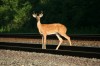 Deer_on_tracks_near_Pinola_July_62C_2011a_1.jpg